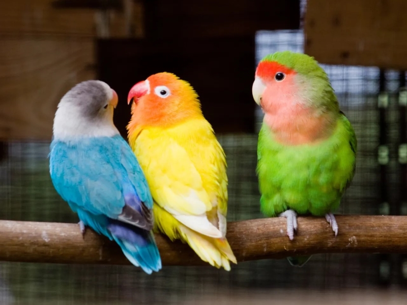 9 The Most Popular Types Of Lovebirds As Stunning Pets