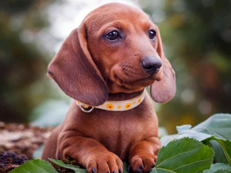 The Ultimate Guide To Dachshund Dog Breed: From Traits, Care And Training Tips 15 Dachshund Dog Breed