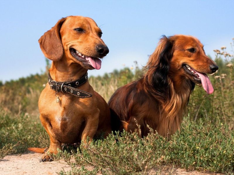 The Ultimate Guide To Dachshund Dog Breed: From Traits, Care And Training Tips 14 Appearance Of Dachshunds