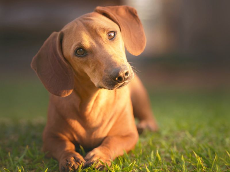The Ultimate Guide To Dachshund Dog Breed: From Traits, Care And Training Tips 20 Ideal Living Environment For Dachshunds