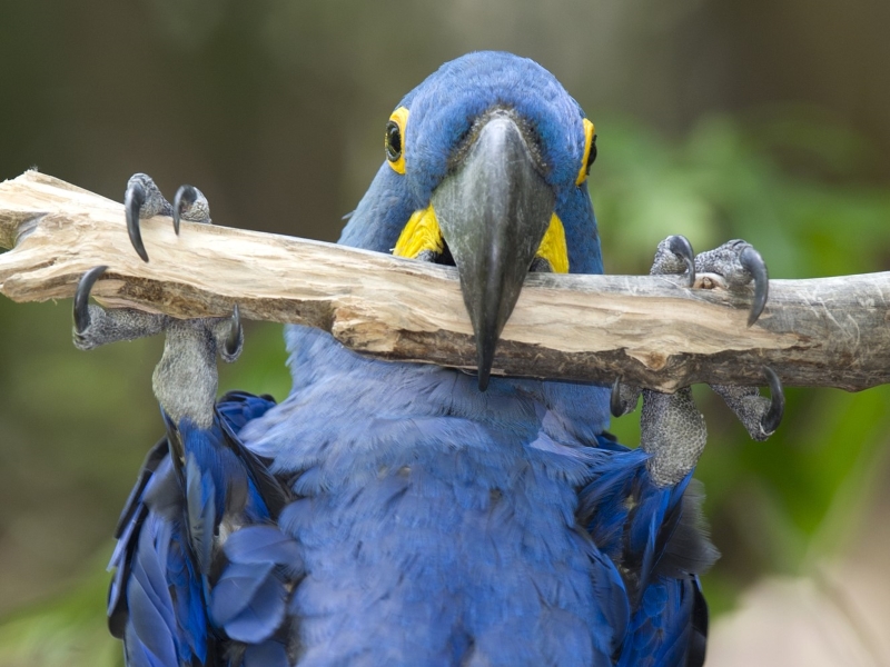 10 Popular Types Of Macaws That Make Great Pets 29 Types Of Macaws With Pictures