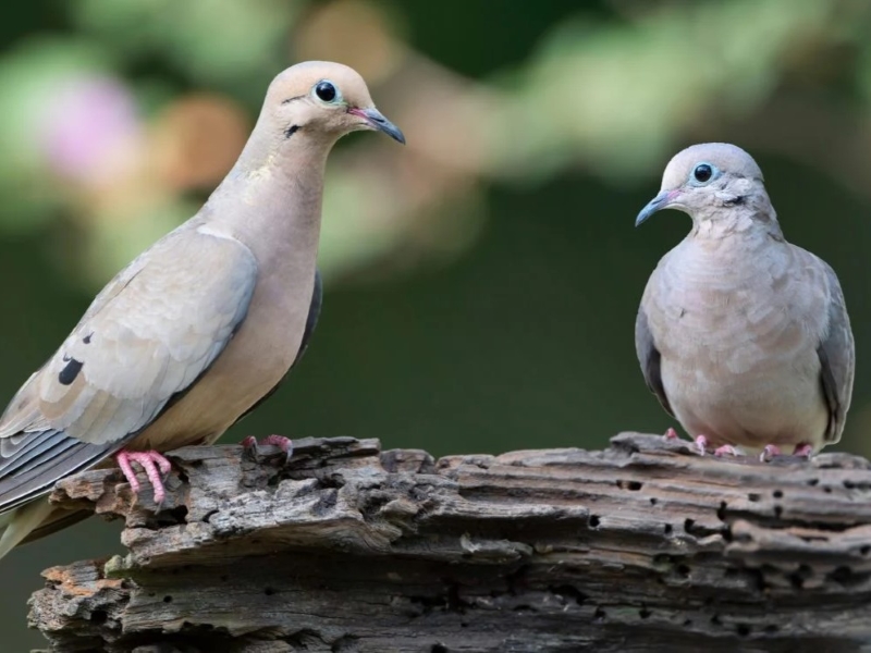 15 Types Of Pigeons And Doves - Gentle & Charming Pets