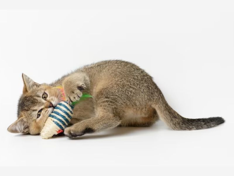 How To Teach A Cat To Fetch In 6 Easy Steps? 9 Choose The Right Toys To Teach A Cat To Fetch