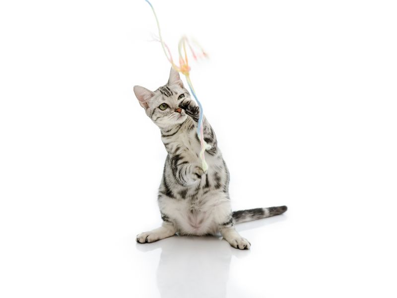 How To Teach A Cat To Fetch In 6 Easy Steps? 10 How To Teach A Cat To Fetch Guide From Canvas Personalized Blog