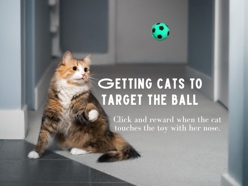 How To Teach A Cat To Fetch In 6 Easy Steps? 11 First Step About How To Teach A Cat To Fetch