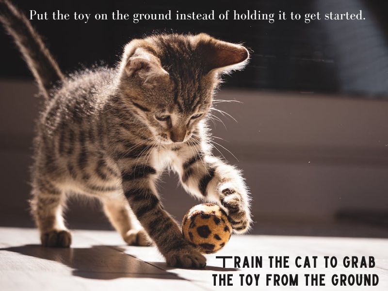 How To Teach A Cat To Fetch In 6 Easy Steps? 14 Forth Step About How To Teach A Cat To Fetch