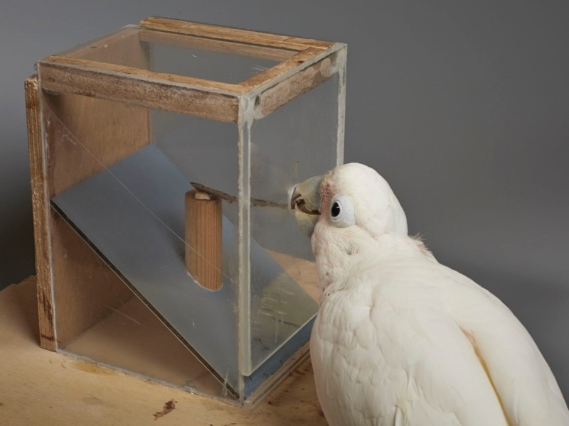 12 Types Of Cockatoo - Superstar Pets With Colorful Crests 29 Different Cockatoo Types
