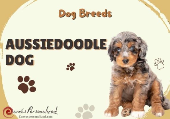 All About Aussiedoodle Dog Breed: Traits, Health, And Caring 43 All About Aussiedoodle Dog: Traits, Health, And Caring