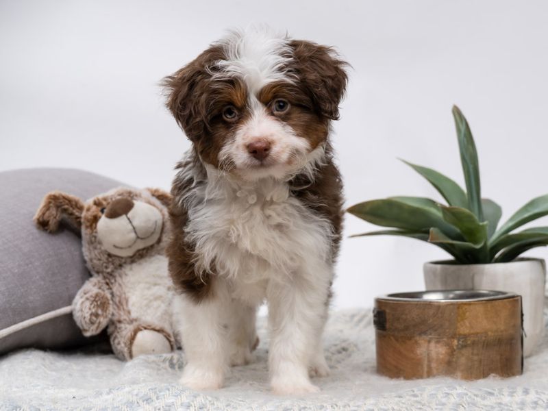 All About Aussiedoodle Dog Breed: Traits, Health, And Caring 15 Key Traits Of Aussiedoodle Dogs