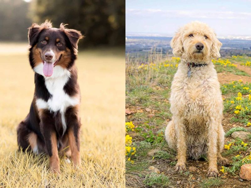 All About Aussiedoodle Dog Breed: Traits, Health, And Caring 16 Aussiedoodle History
