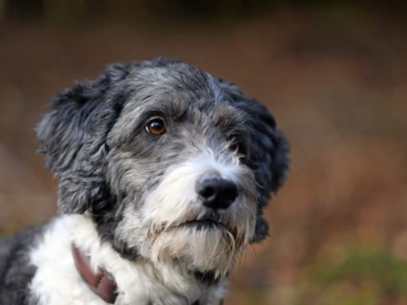 All About Aussiedoodle Dog Breed: Traits, Health, And Caring 18 Appearance Of Aussiedoodle Puppies