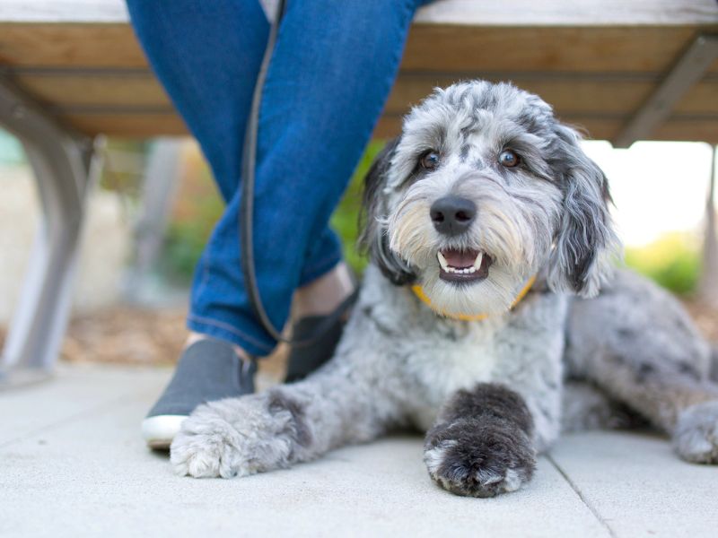 All About Aussiedoodle Dog Breed: Traits, Health, And Caring 20 Aussiedoodle Dogs' Health Issues