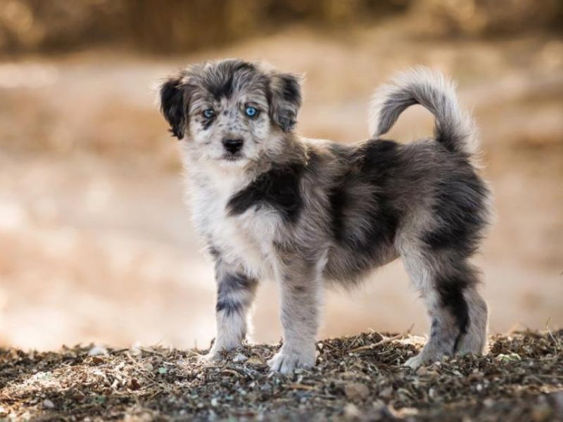 All About Aussiedoodle Dog Breed: Traits, Health, And Caring 21 Health Tests For An Aussiedoodle Dog