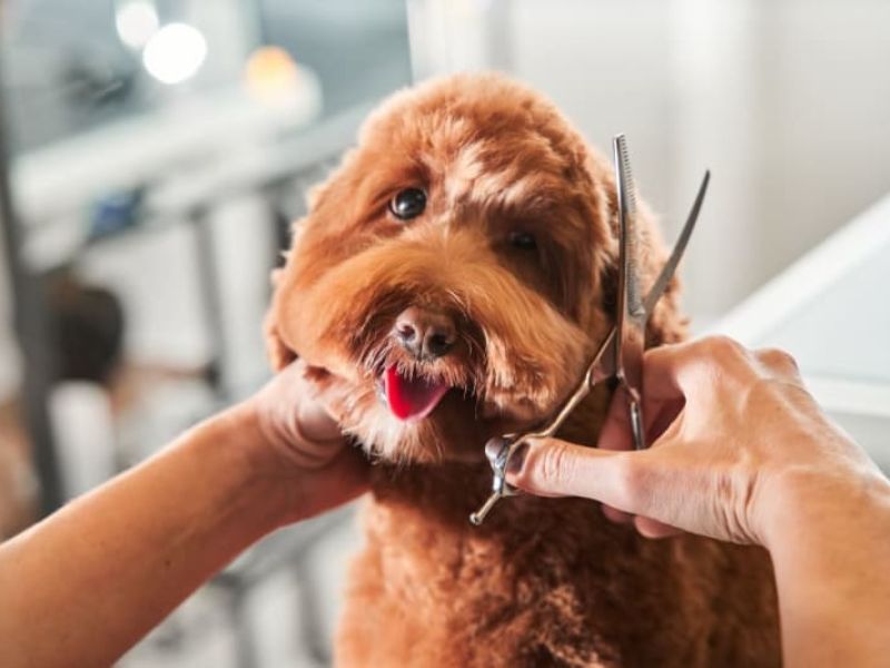 All About Aussiedoodle Dog Breed: Traits, Health, And Caring 22 Aussiedoodle Grooming