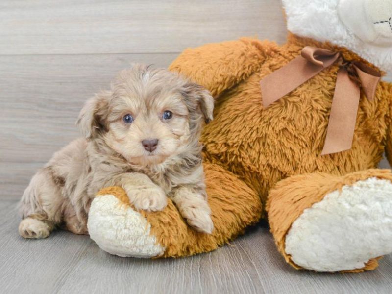 All About Aussiedoodle Dog Breed: Traits, Health, And Caring 24 Exercise Needs Of An Aussiedoodle Dog