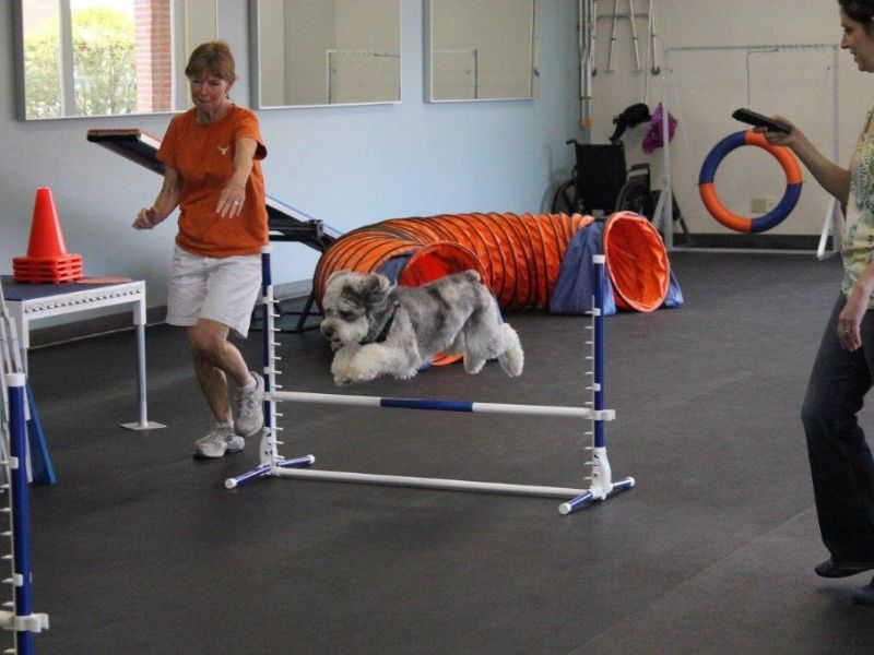 All About Aussiedoodle Dog Breed: Traits, Health, And Caring 23 Aussiedoodle Dog Training