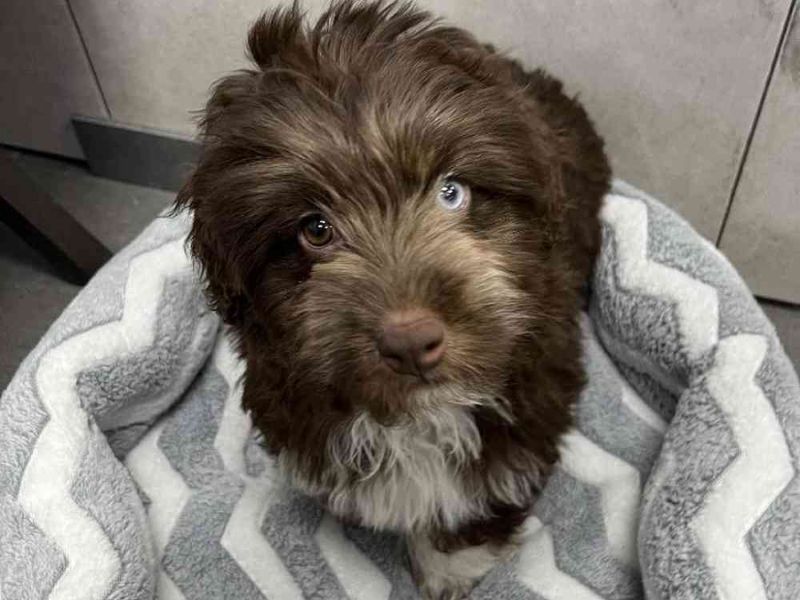 All About Aussiedoodle Dog Breed: Traits, Health, And Caring 25 Aussiedoodle Price