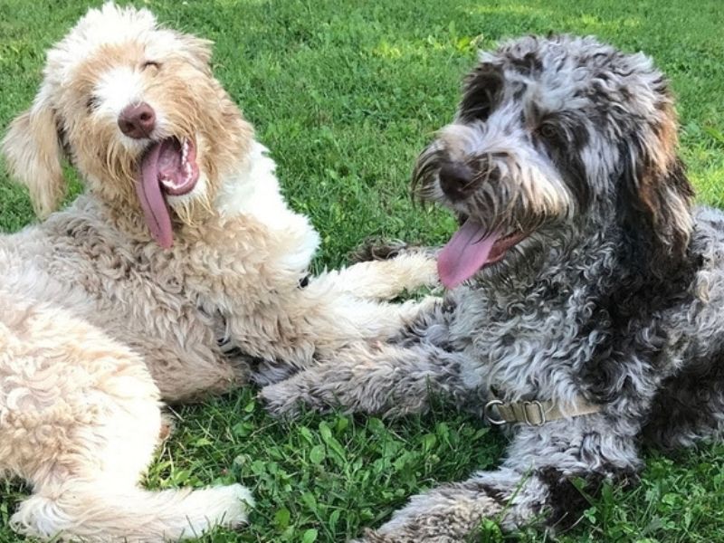 All About Aussiedoodle Dog Breed: Traits, Health, And Caring 26 Aussiedoodle Dog Breeders