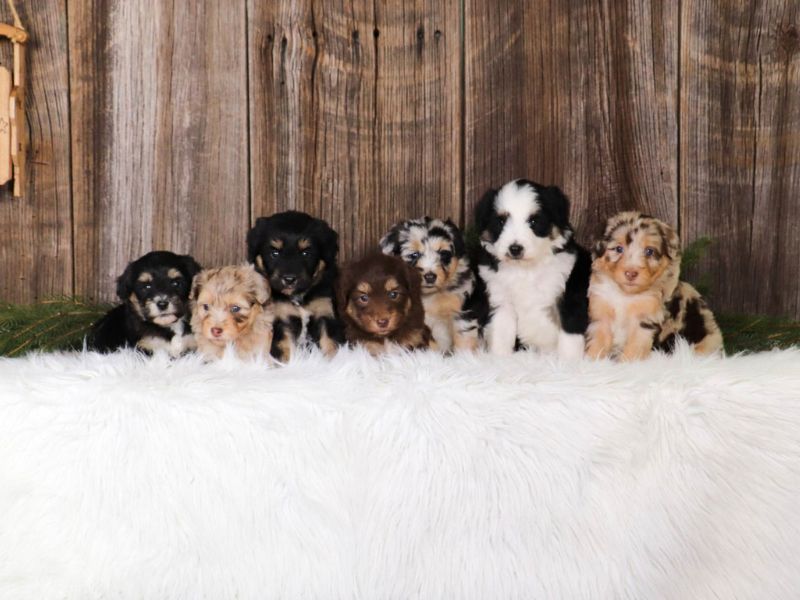 All About Aussiedoodle Dog Breed: Traits, Health, And Caring 27 Aussiedoodle Adoption