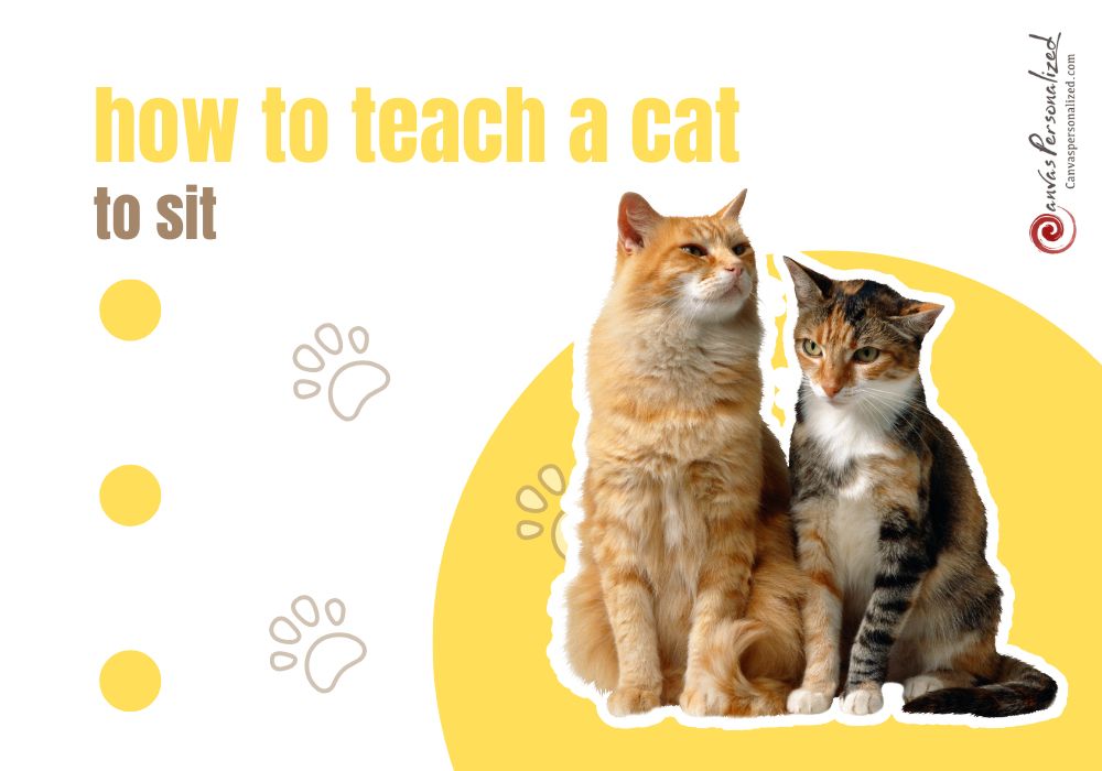 How To Teach A Cat To Sit Using Luring Method Feature Image