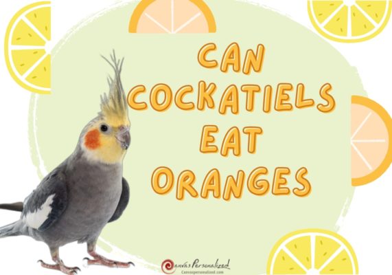 Can Cockatiels Eat Oranges