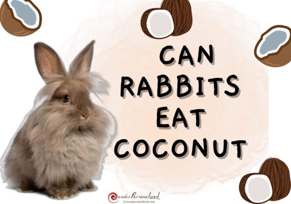 Can Rabbits Eat Coconut Safely: The Best Advice &Amp; Tips 12 Can Rabbits Eat Coconut