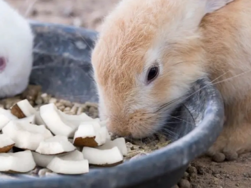 Can Rabbits Eat Coconut Meat?