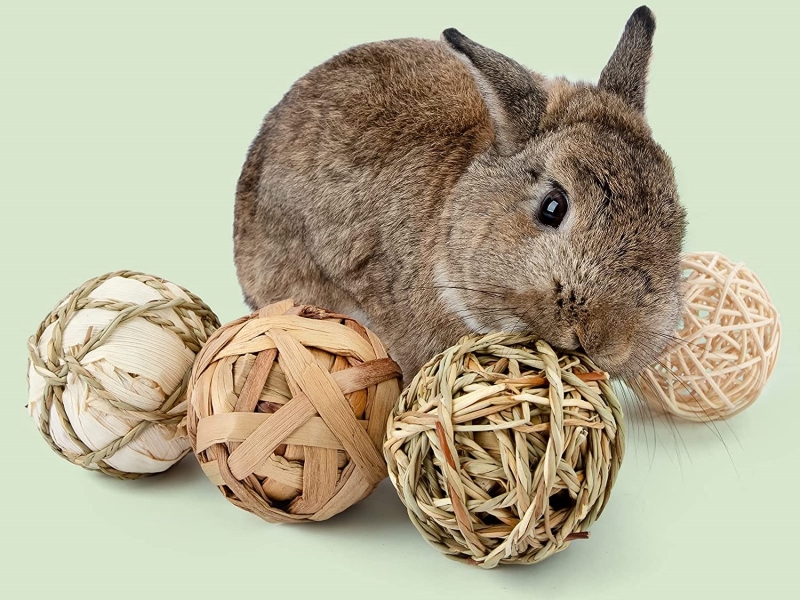 Can Rabbits Eat Coconut Shells?