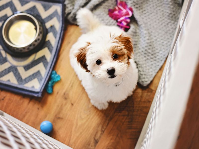 10 Crate Games For Dogs To Keep Your Pup Happy &Amp; Entertained 15 Things Before Playing Crate Games For Dogs