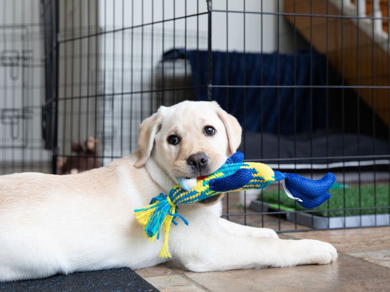 10 Crate Games For Dogs To Keep Your Pup Happy &Amp; Entertained 16 Crate Games For Puppies