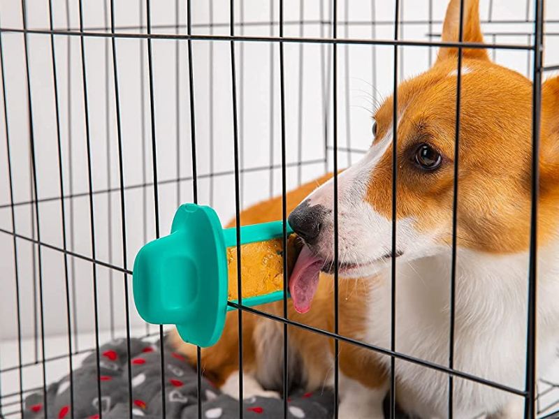 10 Crate Games For Dogs To Keep Your Pup Happy &Amp; Entertained 18 Dogs Eat Their Treats In Crate
