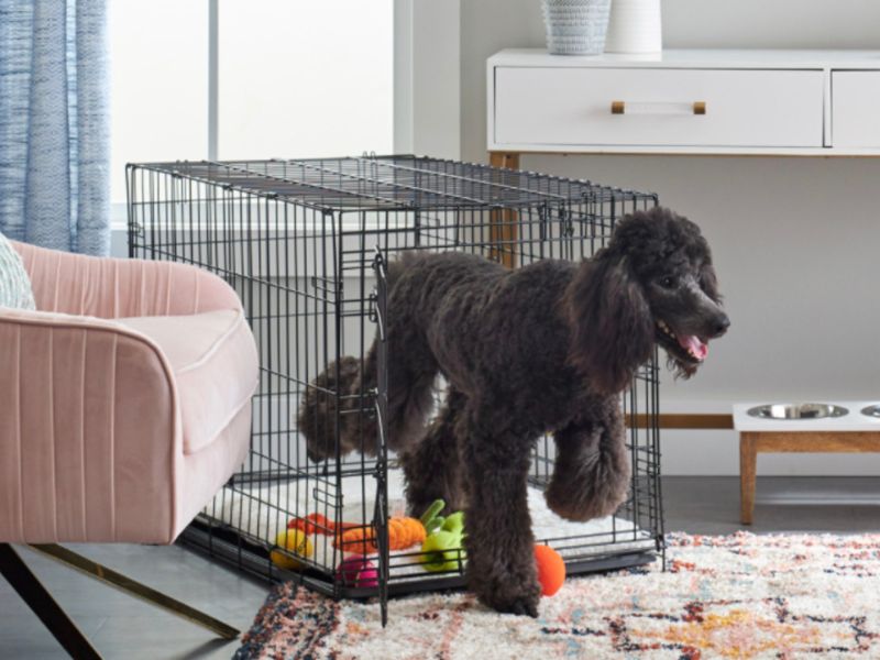 10 Crate Games For Dogs To Keep Your Pup Happy &Amp; Entertained 19 Crate Games For Dogs