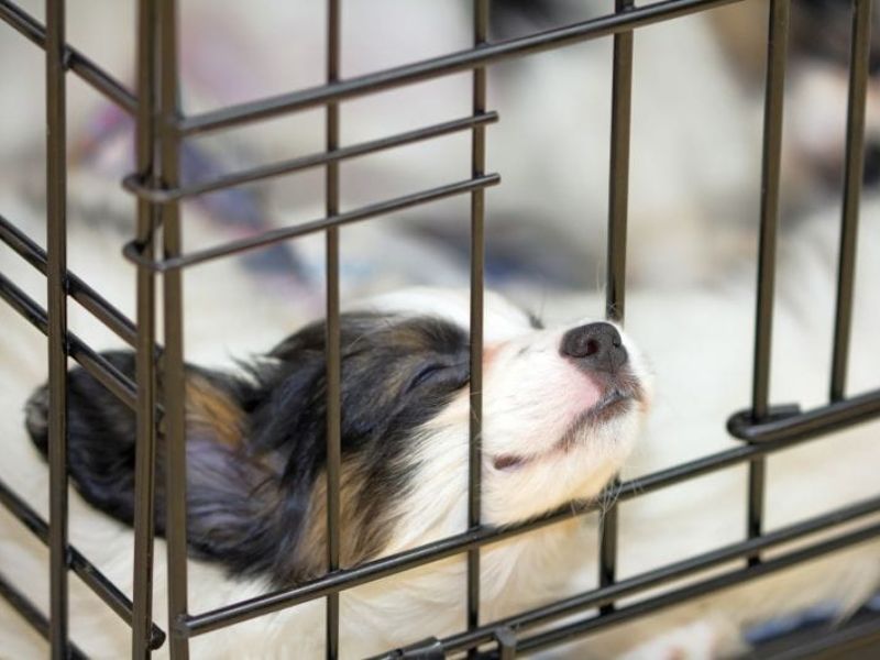 10 Crate Games For Dogs To Keep Your Pup Happy &Amp; Entertained 20 Closing Crate Door Game For Dogs