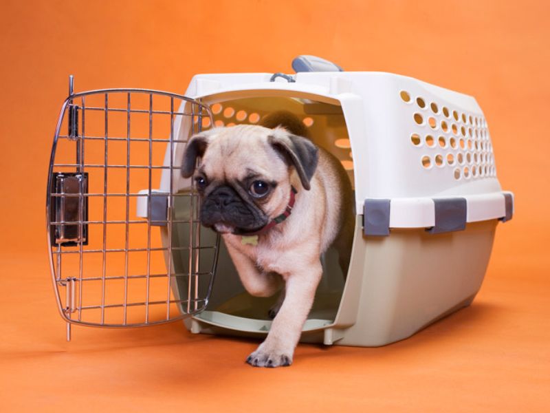 10 Crate Games For Dogs To Keep Your Pup Happy &Amp; Entertained 21 Crate Games For Puppies