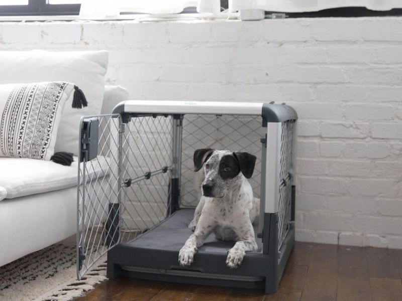 10 Crate Games For Dogs To Keep Your Pup Happy &Amp; Entertained 24 Hide And Seek With Your Dog