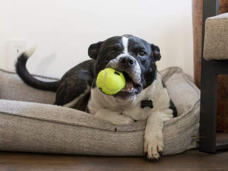 10 Crate Games For Dogs To Keep Your Pup Happy &Amp; Entertained 25 Crate Training Games For Puppies