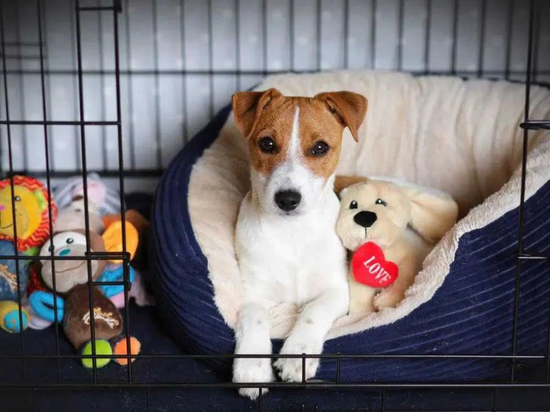 10 Crate Games For Dogs To Keep Your Pup Happy &Amp; Entertained 26 The Benefits From Crate Games For Your Dog