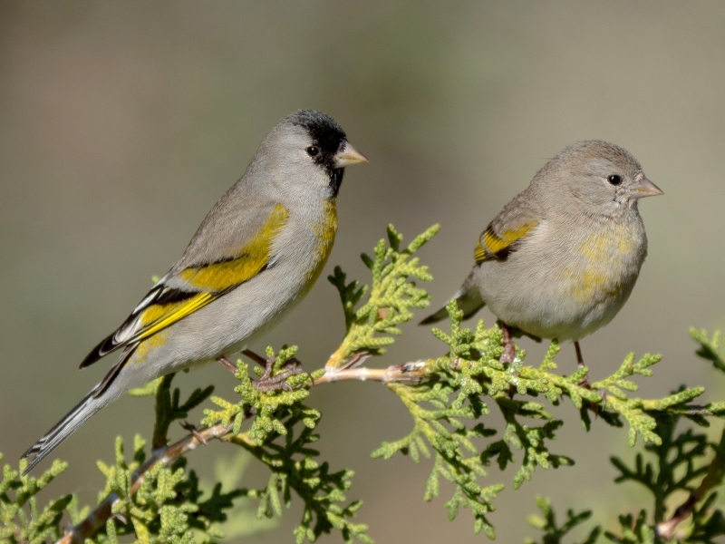 17 Popular Types Of Finches: A Complete List With Photos 33 Lawrence'S Goldfinches Prefer Sunflower Seeds And Weeds