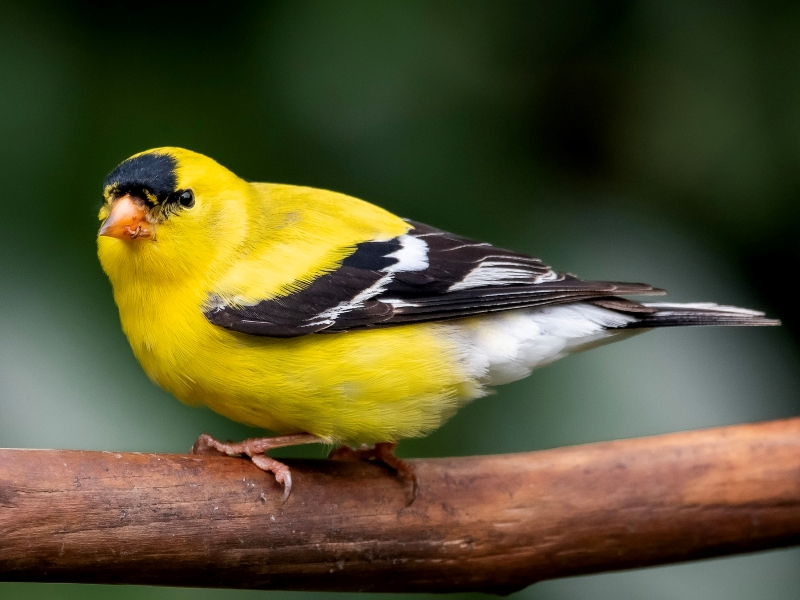 17 Popular Types Of Finches: A Complete List With Photos