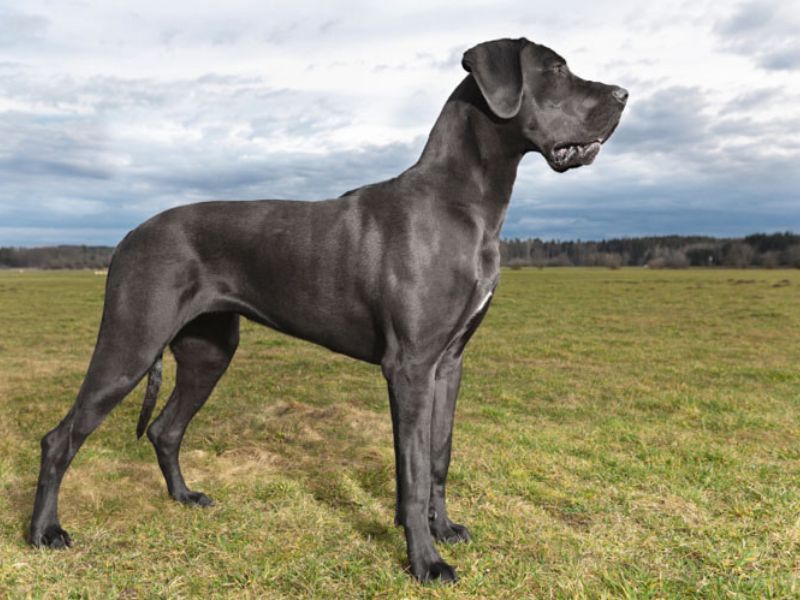 Full blooded deals great dane