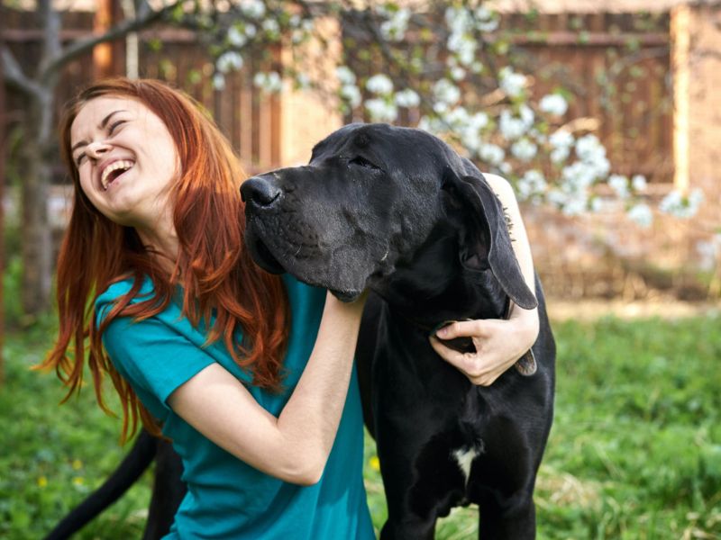 Discovering The Great Dane Dog Breed: A Comprehensive Guide 22 Great Dane Dog Breed For House Pet