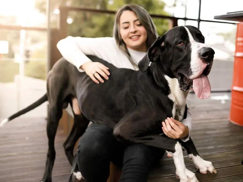 Discovering The Great Dane Dog Breed: A Comprehensive Guide 23 Dog Great Dane Health Issues