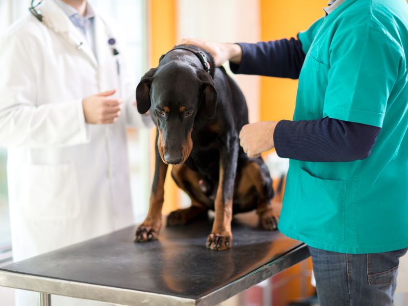 Discovering The Great Dane Dog Breed: A Comprehensive Guide 25 Bloating At Great Dane Dog Breed