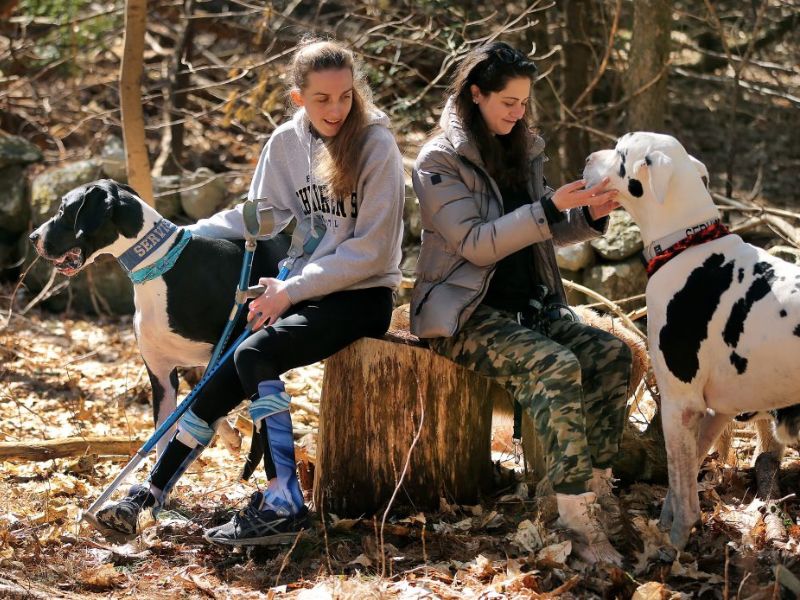 Discovering The Great Dane Dog Breed: A Comprehensive Guide 28 Dog Great Dane Dose Exercise