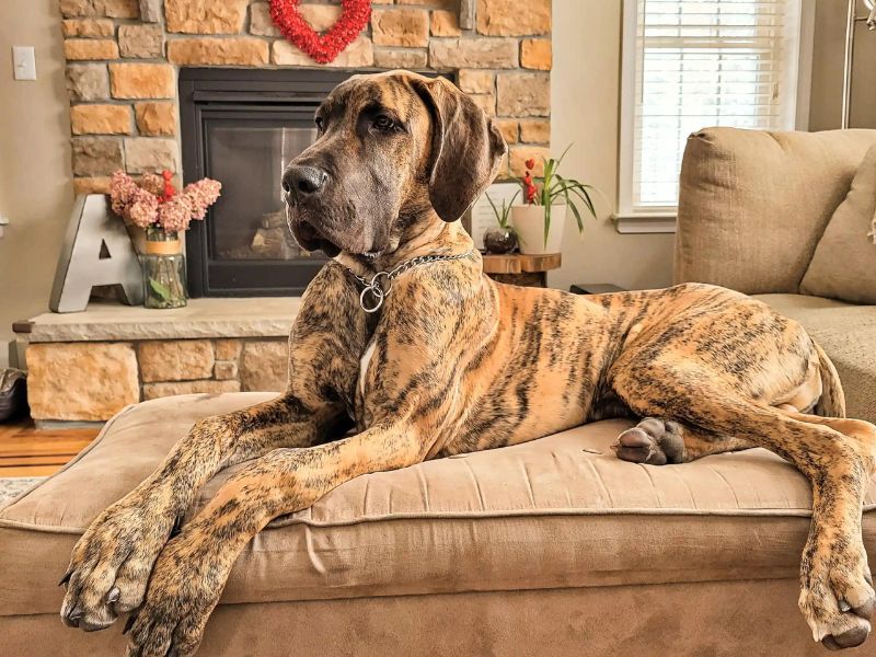 Average cost of a great hot sale dane puppy