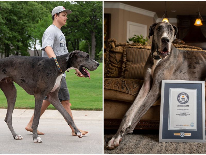 Discovering The Great Dane Dog Breed: A Comprehensive Guide 32 Great Dane Dog Breed
