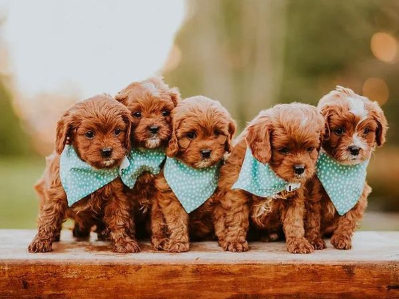 Different types best sale of doodle puppies