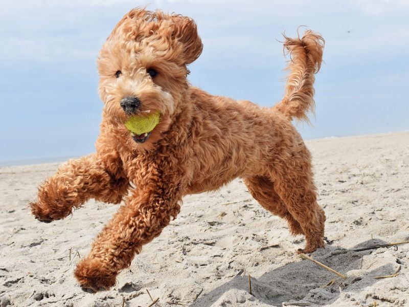 Types of best sale doodle puppies