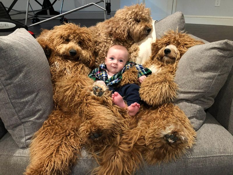 Top 14 Types Of Doodle Dog Breed: The Ultimate Guide 21 Doodle Dogs
