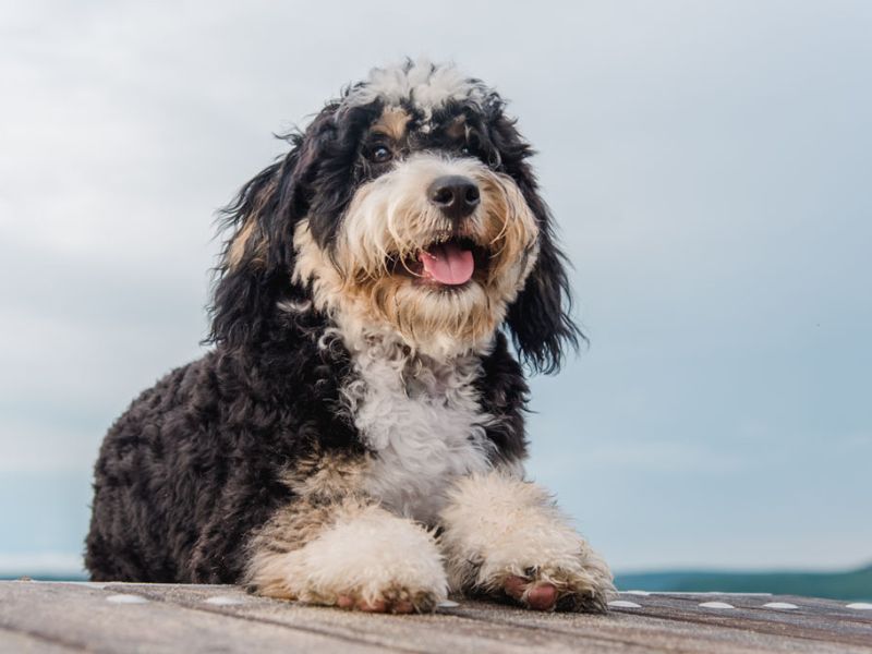 Top 14 Types Of Doodle Dog Breed: The Ultimate Guide 22 Bernedoodle - Dog Doodle Breeds